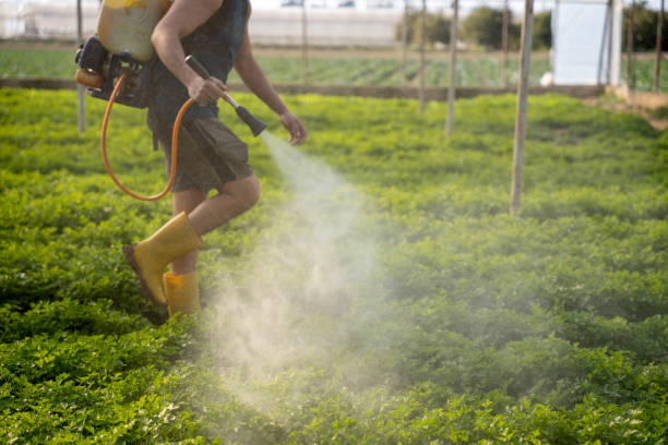 Best Insect Control  in Val Verde, CA
