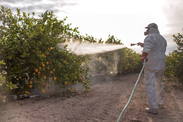 Best Termite Control Services  in Val Verde, CA