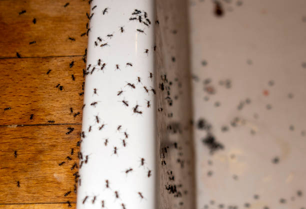 Insect Control in Val Verde, CA