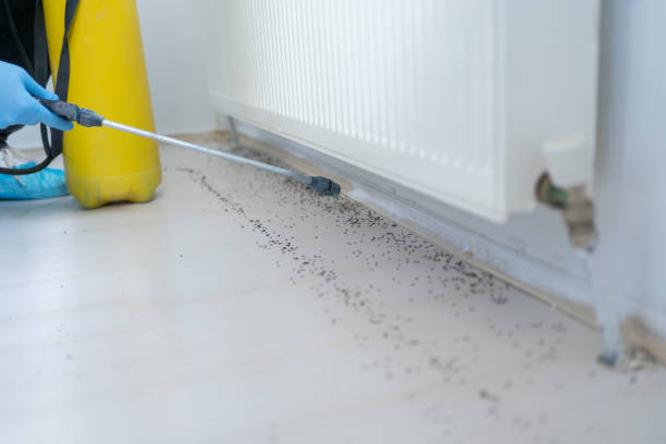 Best Rat Extermination Near Me  in Val Verde, CA