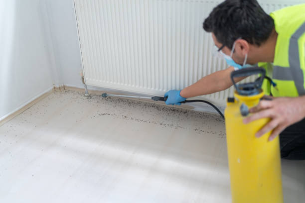 Best Affordable Pest Control Services  in Val Verde, CA